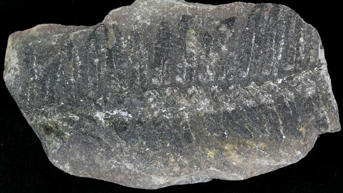 Million Year Old Fern Fossil - Illinois #21105